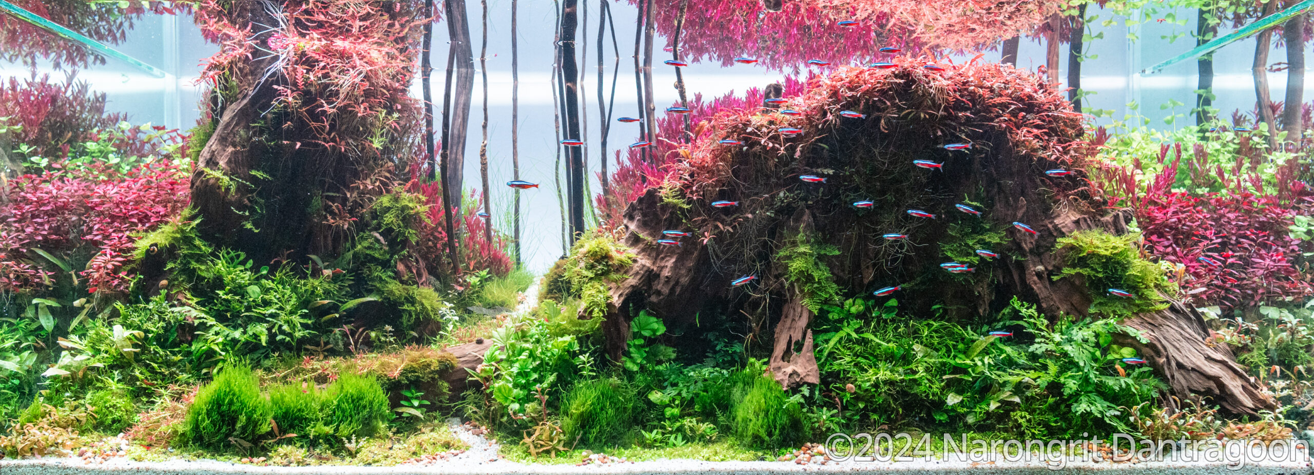 Colorful Sensation - Aqua Plants Hub