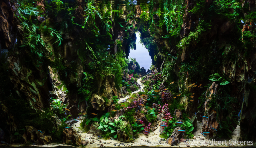 Passage - Passage (AGA 2024 #322) - Aqua Plants Hub