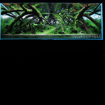 Leap - Aqua Plants Hub