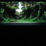 RUINS - Aqua Plants Hub