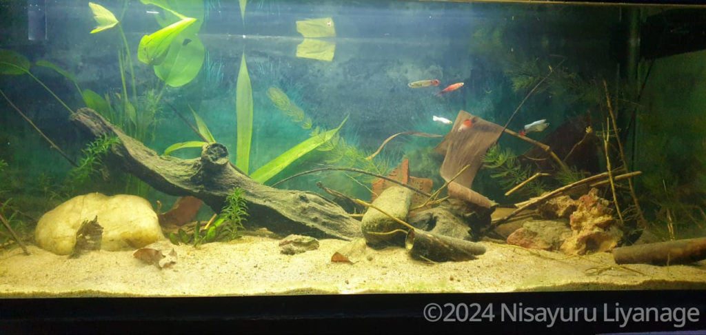 Layout 327 - Aqua Plants Hub