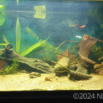Layout 327 - Aqua Plants Hub