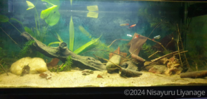 Layout 327 - Aqua Plants Hub