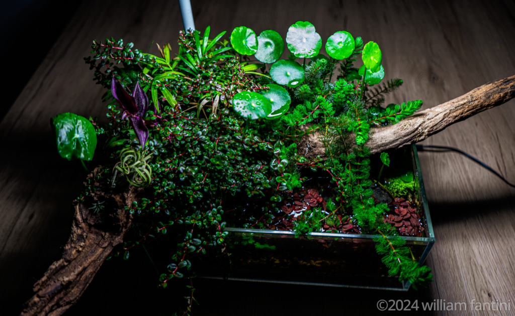 Corners of Life - Aqua Plants Hub