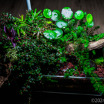 Corners of Life - Aqua Plants Hub