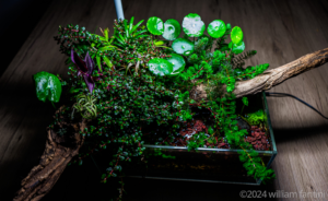 Corners of Life - Aqua Plants Hub