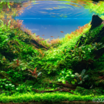 Nirvana 2 - Aqua Plants Hub