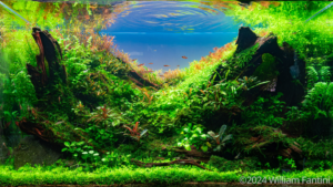 Nirvana 2 - Aqua Plants Hub