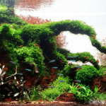 Octopus - Aqua Plants Hub