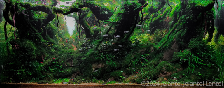 Reserved forest