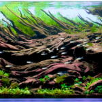 Sakura blizzard(Re-build) - Aqua Plants Hub