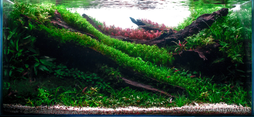 Emerald Eden - Aqua Plants Hub