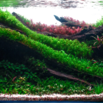 Emerald Eden - Aqua Plants Hub