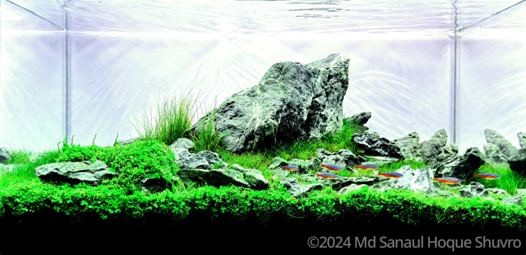Kojima Island test - Aqua Plants Hub