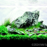 Kojima Island test - Aqua Plants Hub