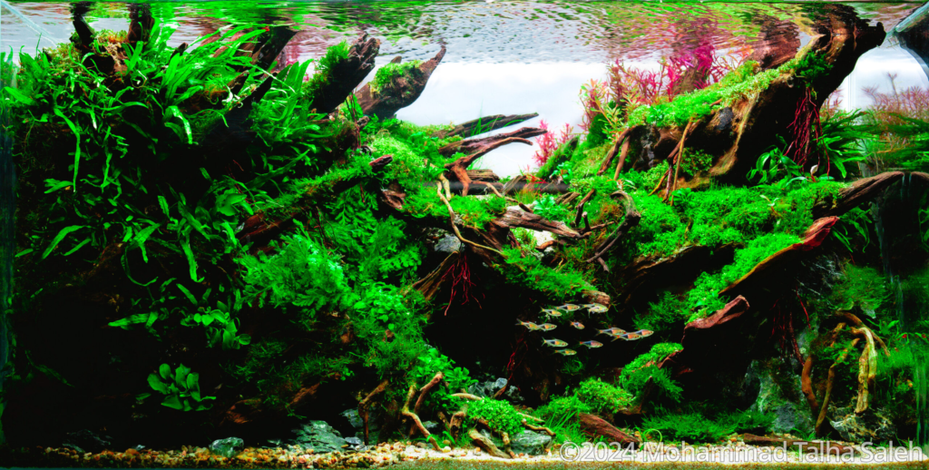 Green Serenity - Aqua Plants Hub