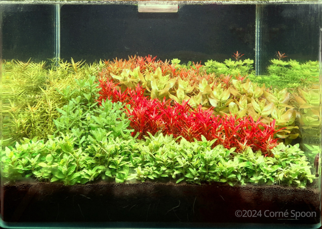 Aquatic garden – Minor Palette - Aqua Plants Hub