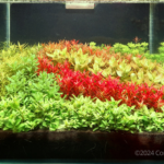 Aquatic garden – Minor Palette - Aqua Plants Hub