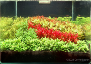 Aquatic garden – Minor Palette - Aqua Plants Hub