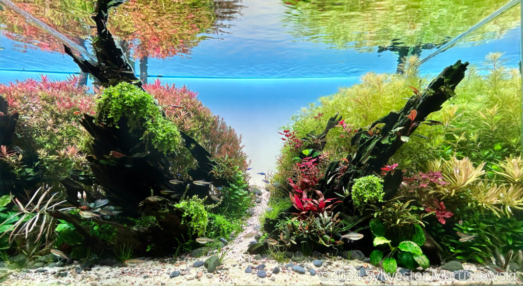 From Earth To Heaven - Aqua Plants Hub