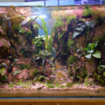 Elevation Trail - Aqua Plants Hub