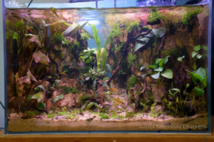 Elevation Trail - Aqua Plants Hub