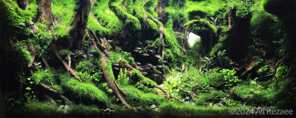 IRAN - Aqua Plants Hub
