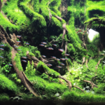 IRAN - Aqua Plants Hub