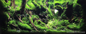 IRAN - Aqua Plants Hub