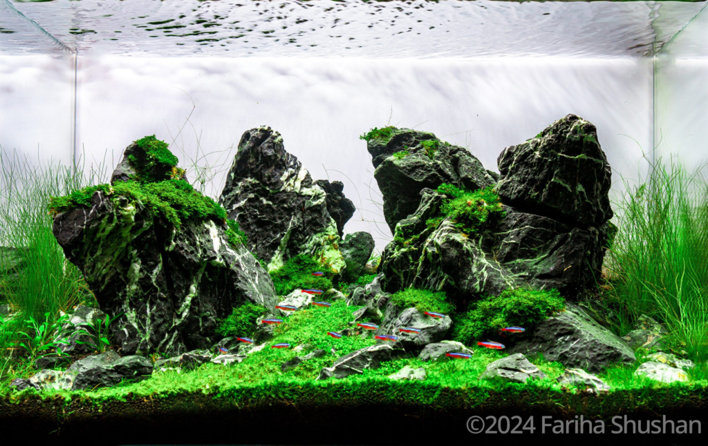 Shallow passage - Aqua Plants Hub