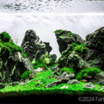 Shallow passage - Aqua Plants Hub