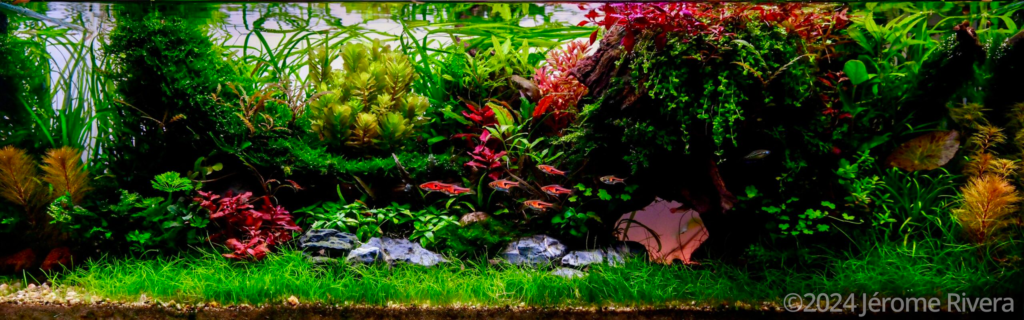 Long Island - Aqua Plants Hub
