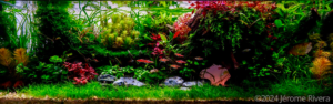 Long Island - Aqua Plants Hub