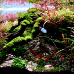 The Humbling River - Aqua Plants Hub