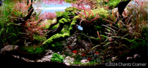 The Humbling River - Aqua Plants Hub