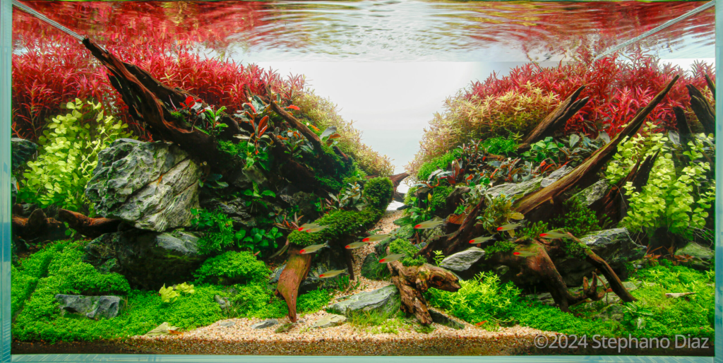 Katana - Aqua Plants Hub
