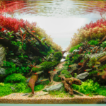 Katana - Aqua Plants Hub