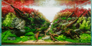 Katana - Aqua Plants Hub