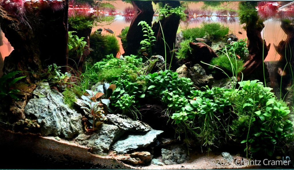Jade Cascades - Aqua Plants Hub