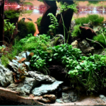 Jade Cascades - Aqua Plants Hub