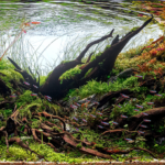 Pantanal - Aqua Plants Hub