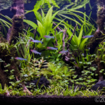 Jungle’s Embrace - Aqua Plants Hub