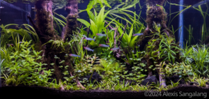 Jungle’s Embrace - Aqua Plants Hub