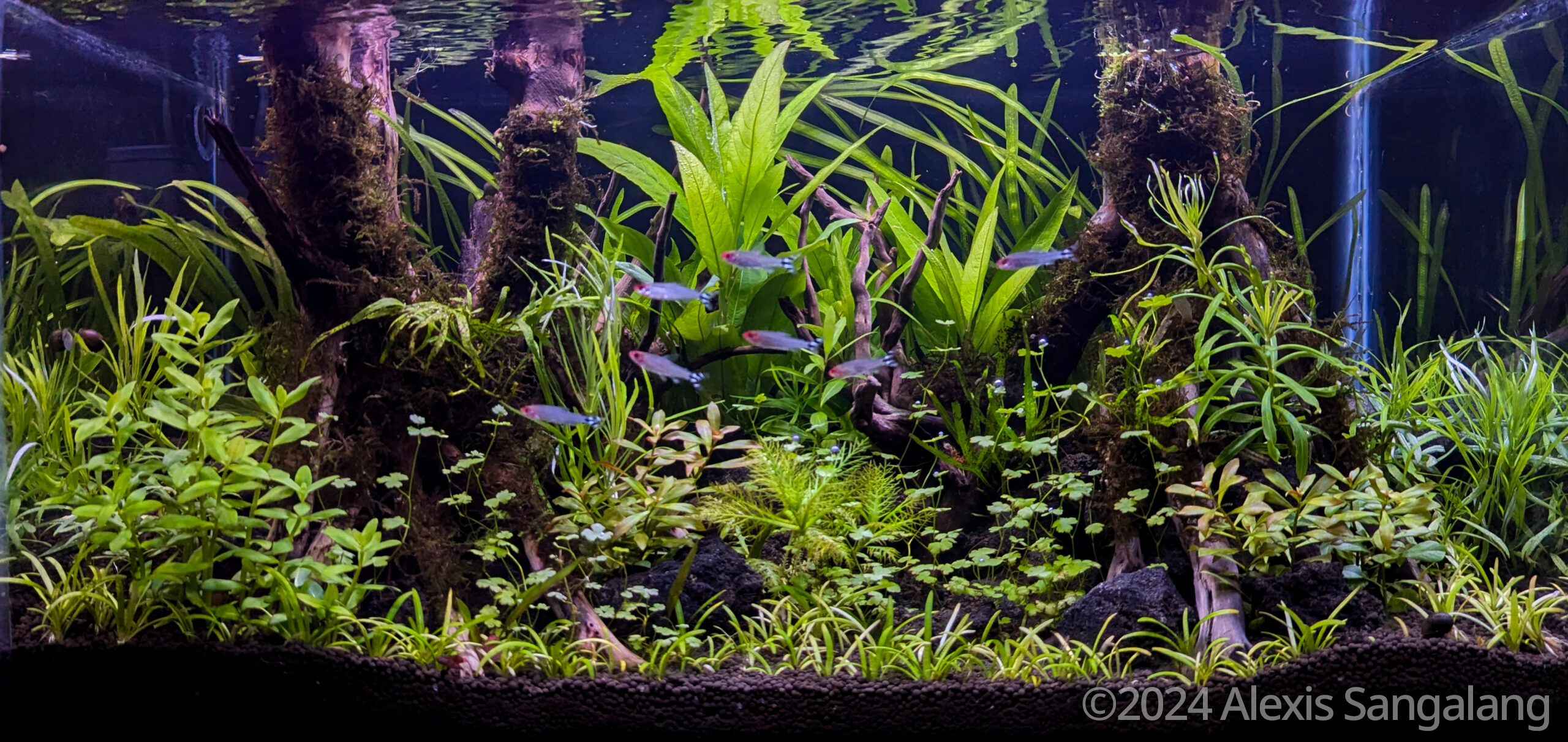 Jungle’s Embrace - Aqua Plants Hub
