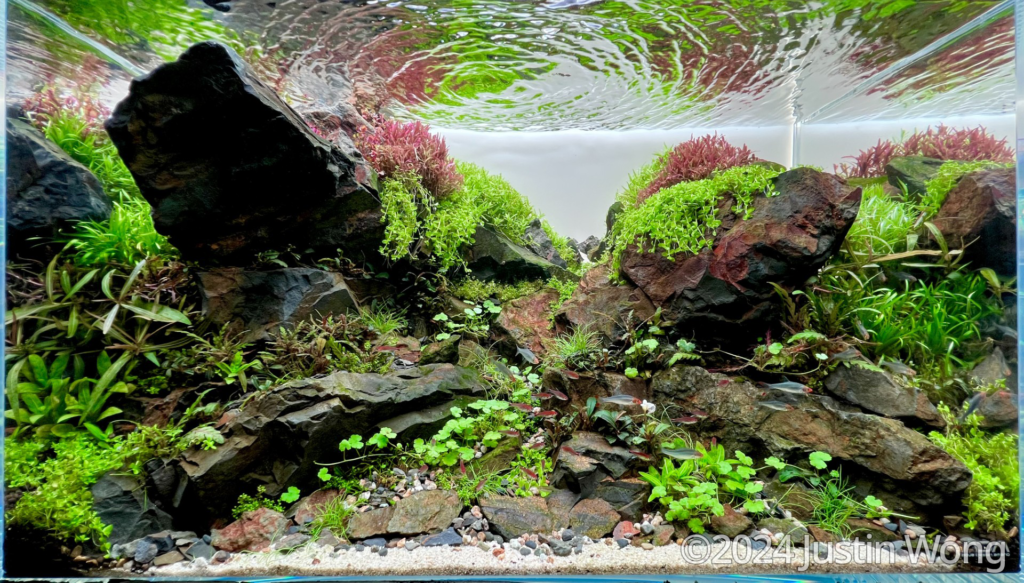 Rusted Over - Aqua Plants Hub