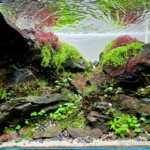 Rusted Over - Aqua Plants Hub