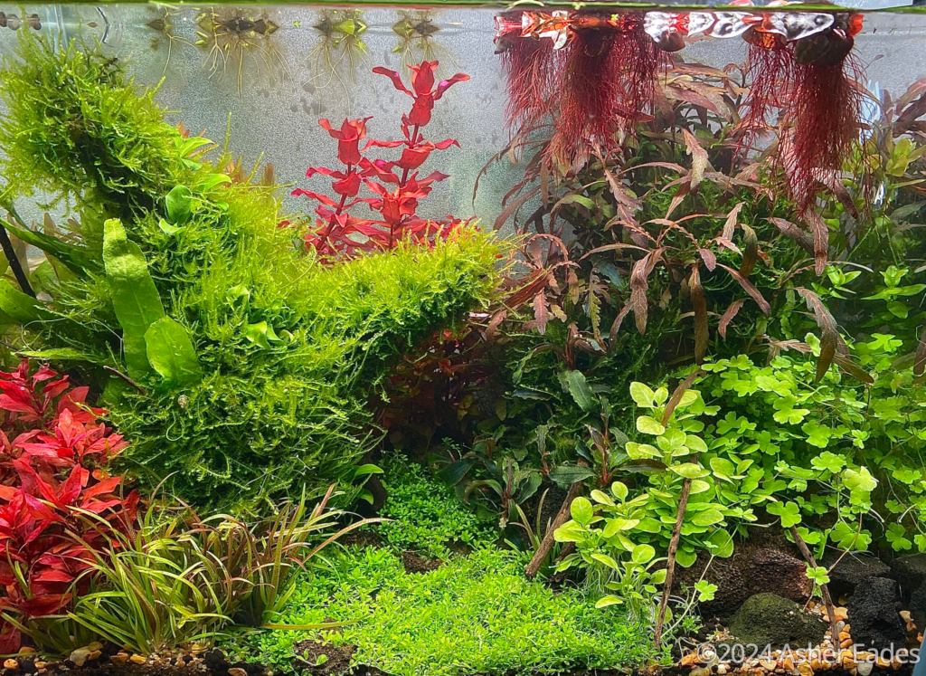 Soggy Plants - Aqua Plants Hub