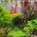 Soggy Plants - Aqua Plants Hub