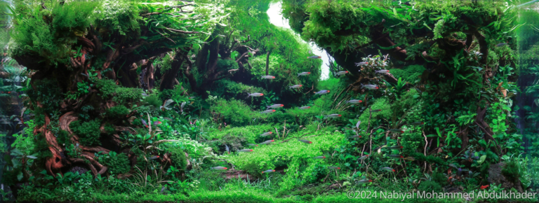 QUIETUDE