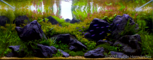 New Dawn - Aqua Plants Hub